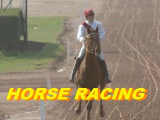 Horse Racing Horse Racing